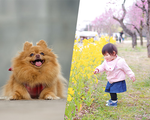 華やかなシーンにぴったり